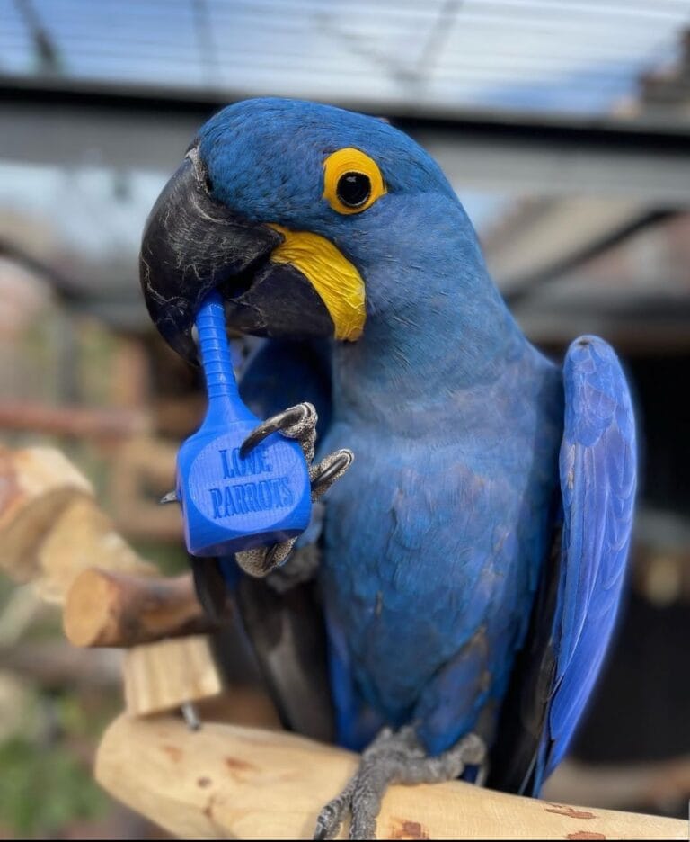 How Mindy Catalina Macaw Became The Hottest Trend In 2024