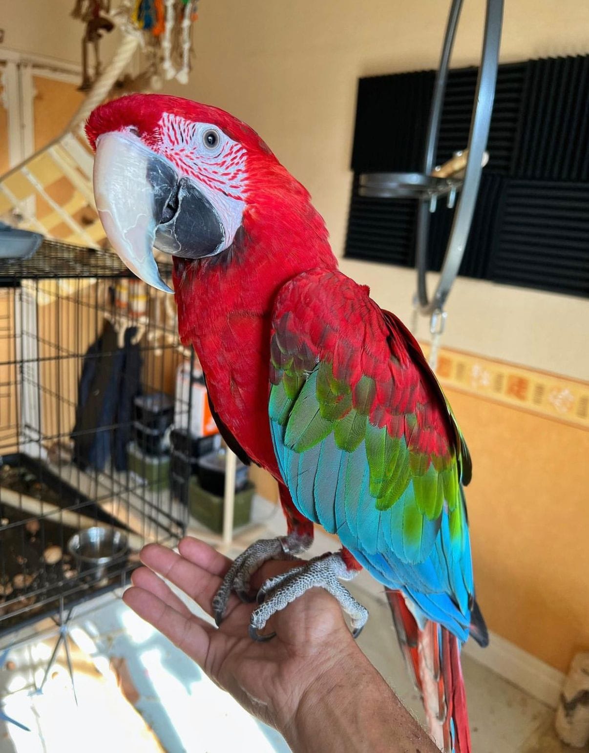 20 Reasons Why Leia Blue Macaw And Red Macaw Will Never Be Forgotten