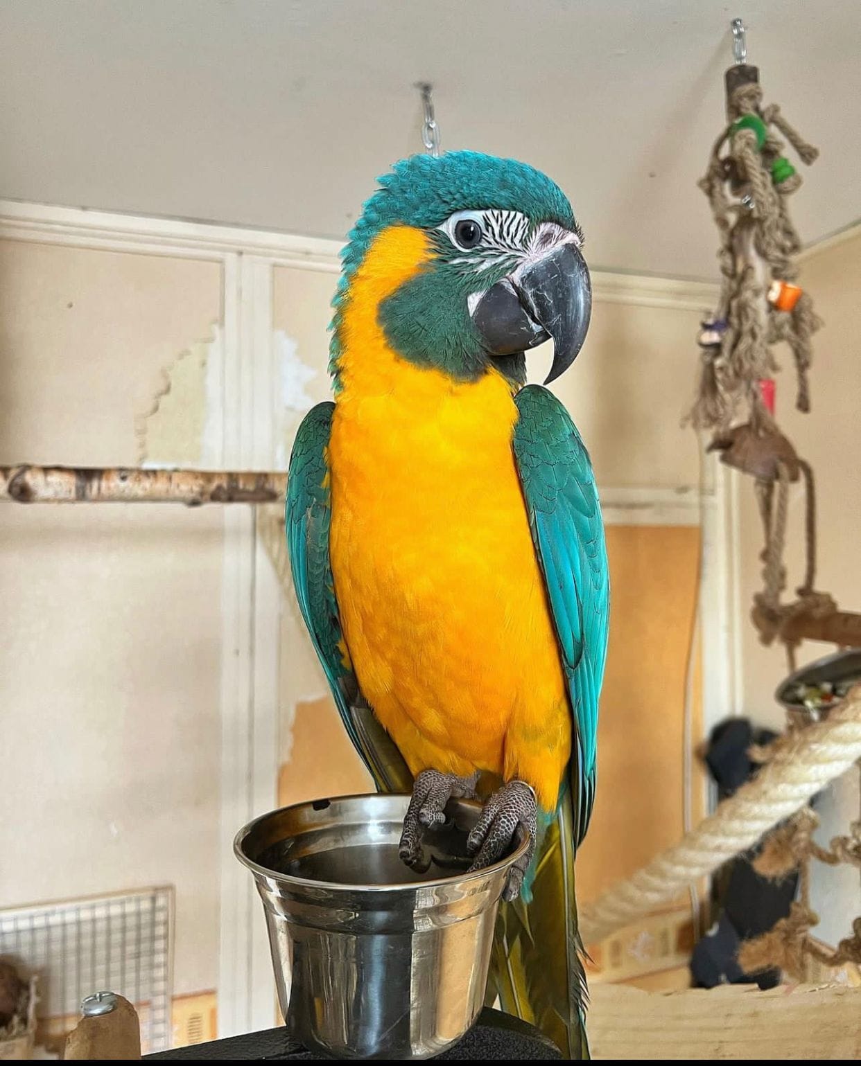 17 Reasons To Not Be Ignoring Hahns Macaw For Sale